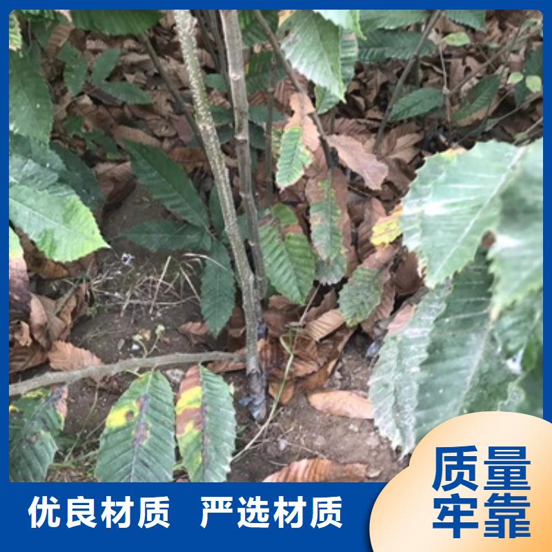 板栗苗_桃樹(shù)苗好品質(zhì)經(jīng)得住考驗(yàn)