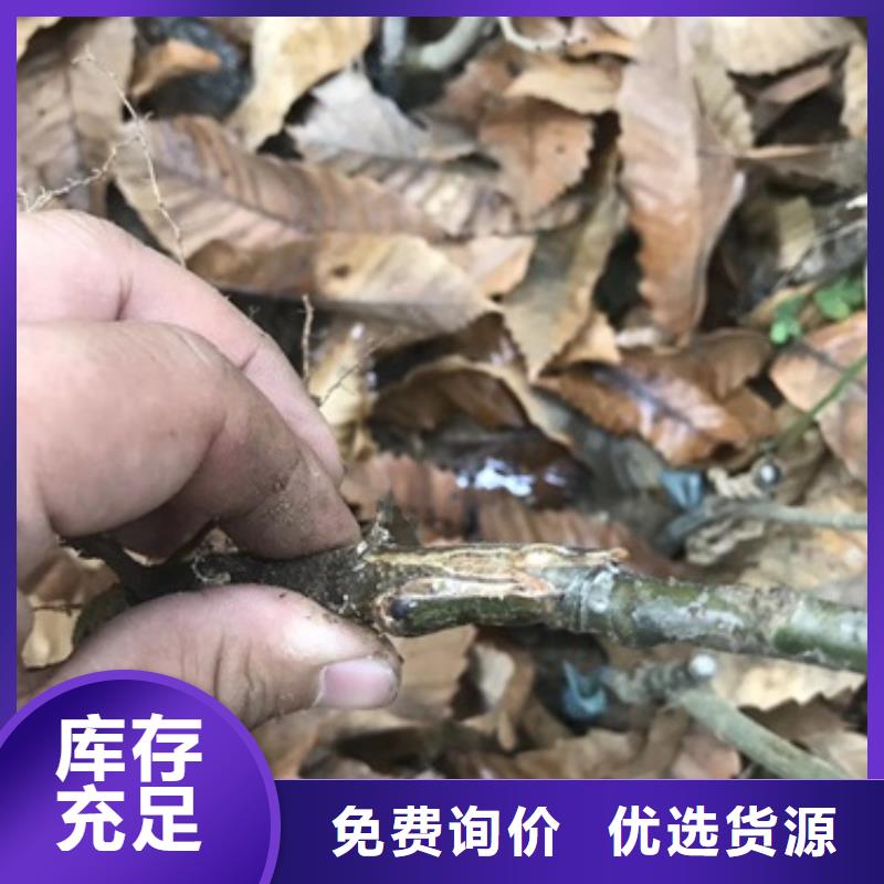 板栗苗桃樹苗品質(zhì)無所畏懼
