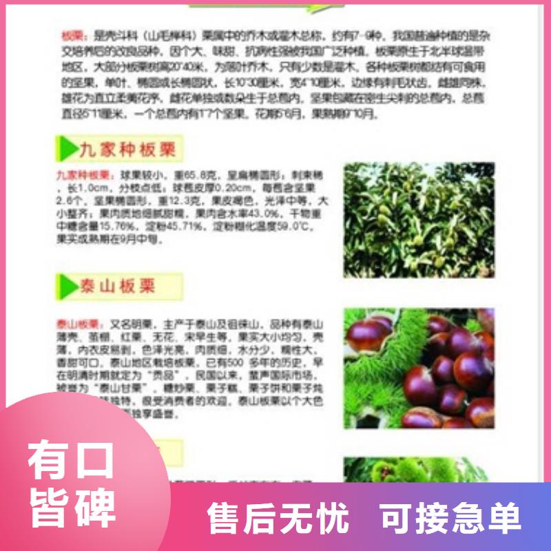 板栗苗梨树苗品质好才是硬道理