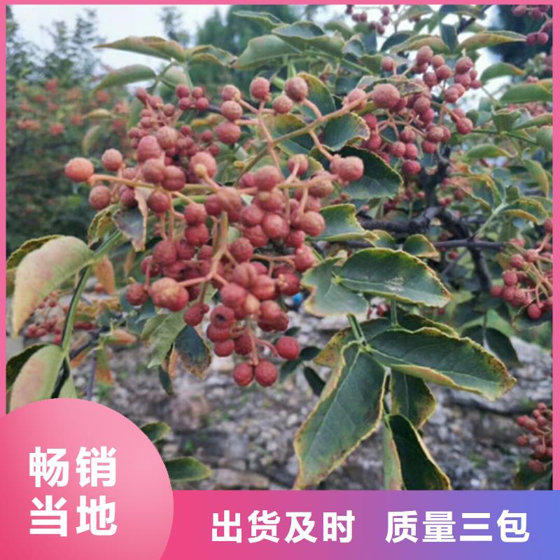 花椒苗梨樹苗廠家現(xiàn)貨批發(fā)