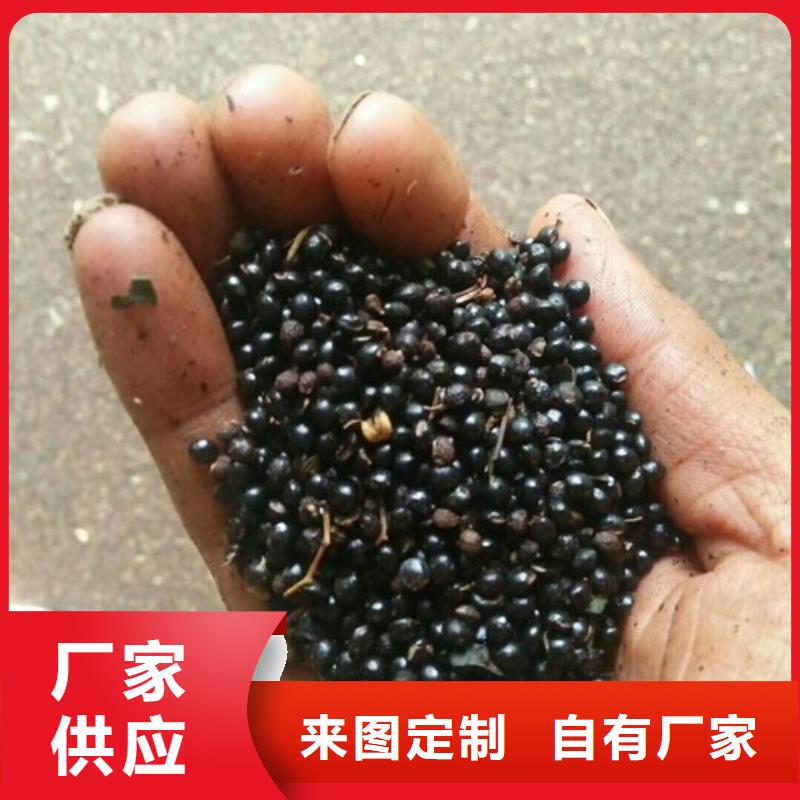花椒苗精心打造