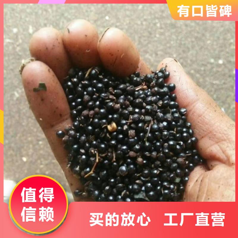 花椒苗梨樹苗實力工廠
