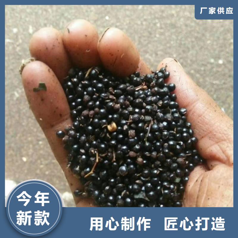 花椒苗,板栗苗專(zhuān)注細(xì)節(jié)更放心