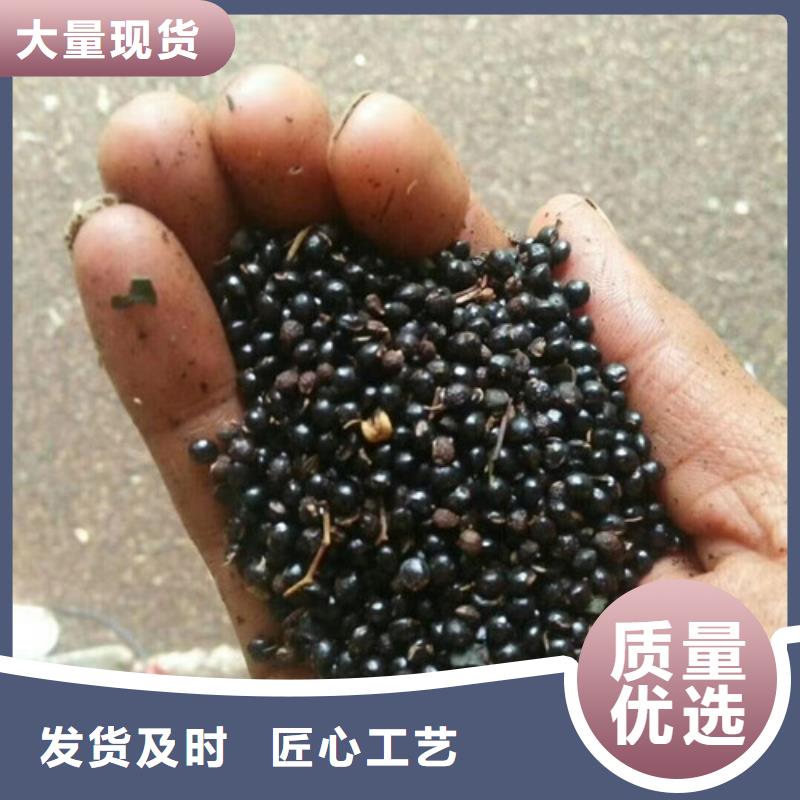 花椒苗板栗苗可接急单