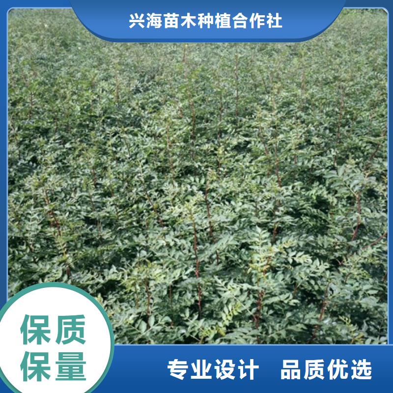 花椒苗板栗苗可接急单