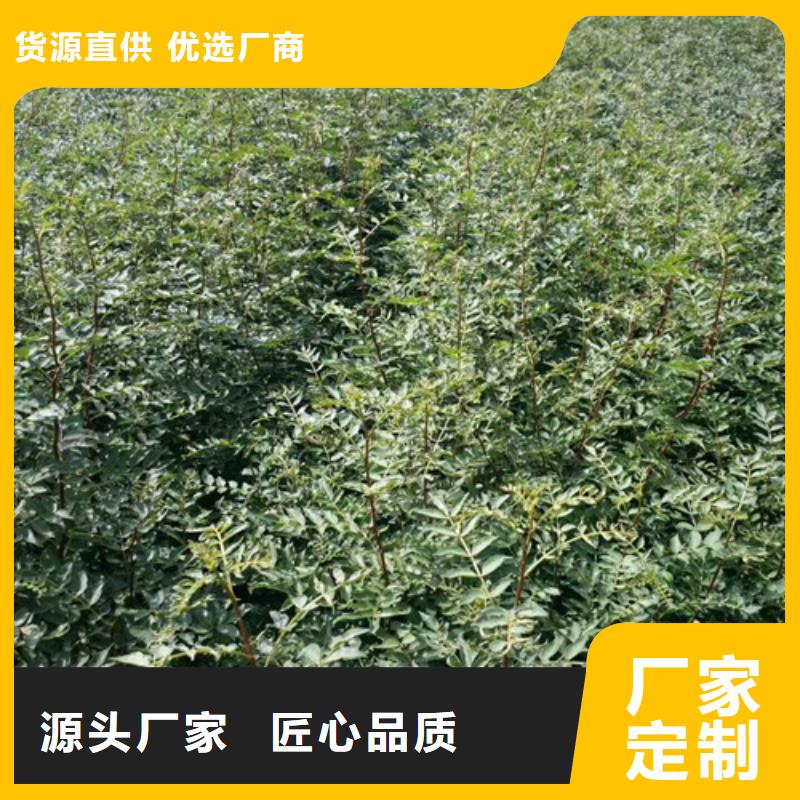 花椒苗,板栗苗工厂直营