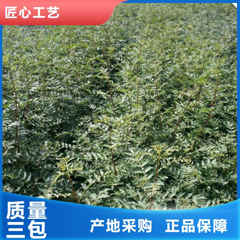花椒苗梨樹苗實力工廠