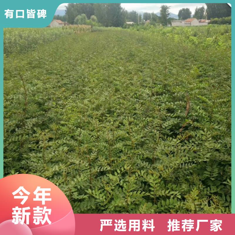 花椒苗,板栗苗工厂直营