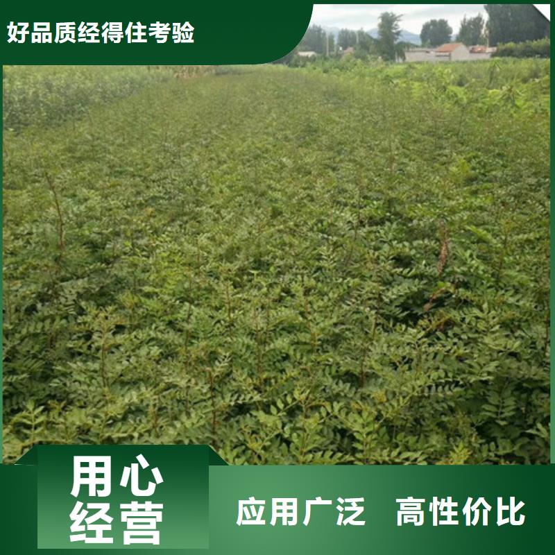 花椒苗板栗苗订购