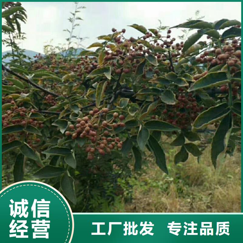 花椒苗,核桃苗質(zhì)檢嚴(yán)格放心品質(zhì)