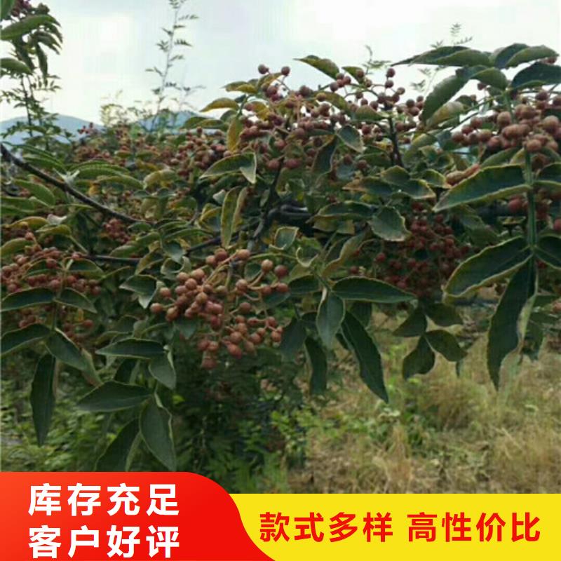 花椒苗-藍(lán)莓苗可接急單