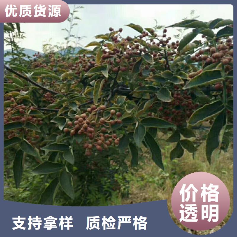花椒苗,板栗苗專(zhuān)注細(xì)節(jié)更放心