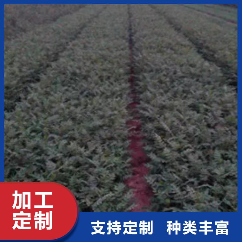 花椒苗板栗苗可接急单
