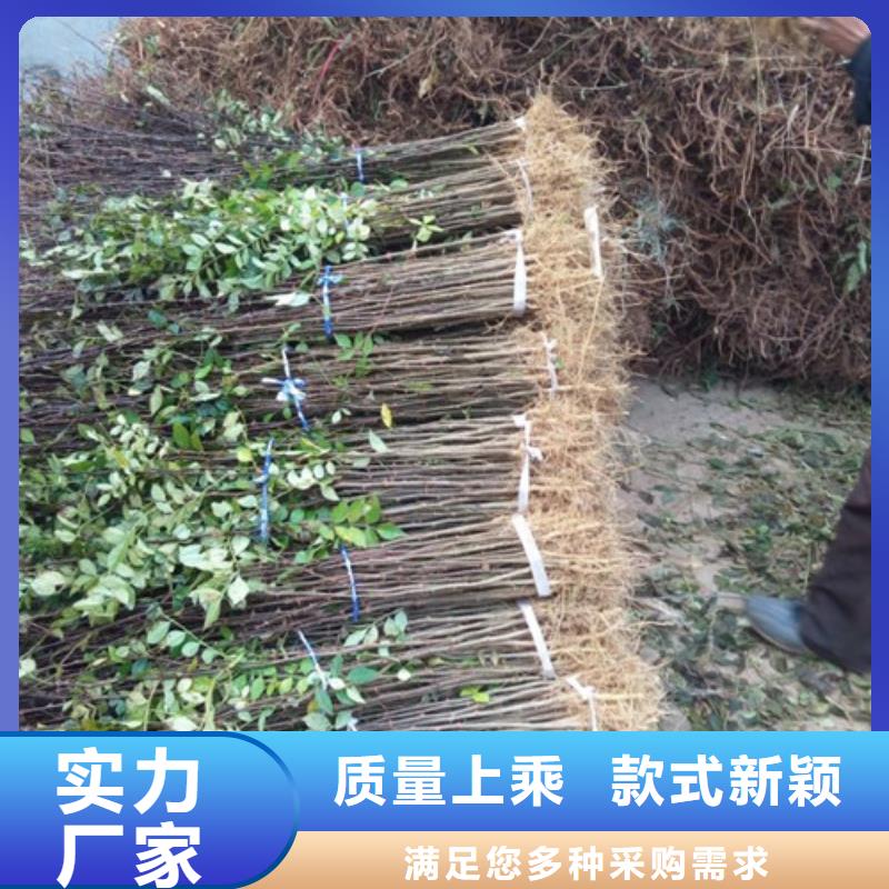花椒苗,板栗苗工厂直营