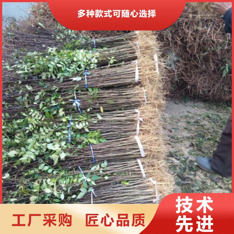 花椒苗板栗苗订购