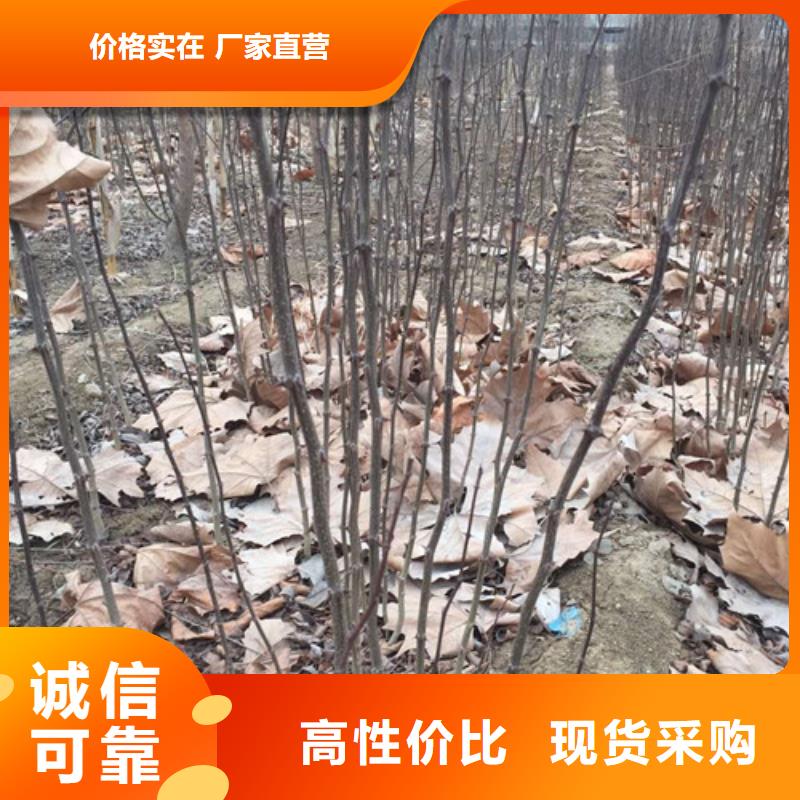 花椒苗-蓝莓苗支持大小批量采购