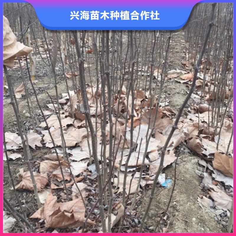 花椒苗板栗苗可接急单