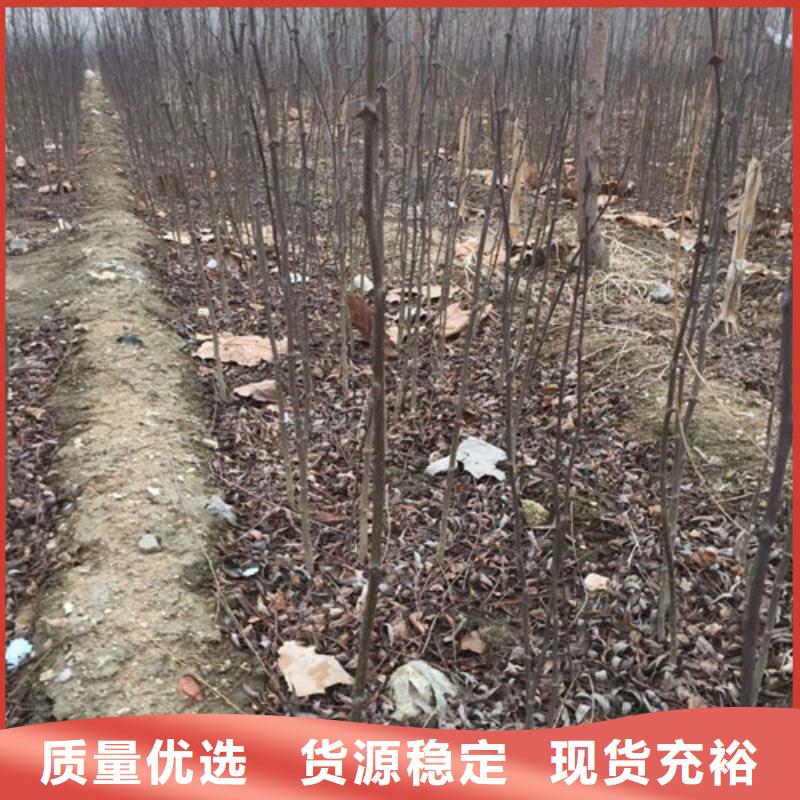 花椒苗桃树苗厂家精选