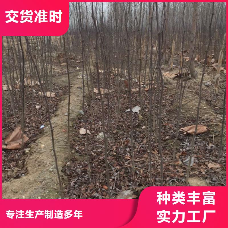 花椒苗蓝莓苗甄选好物