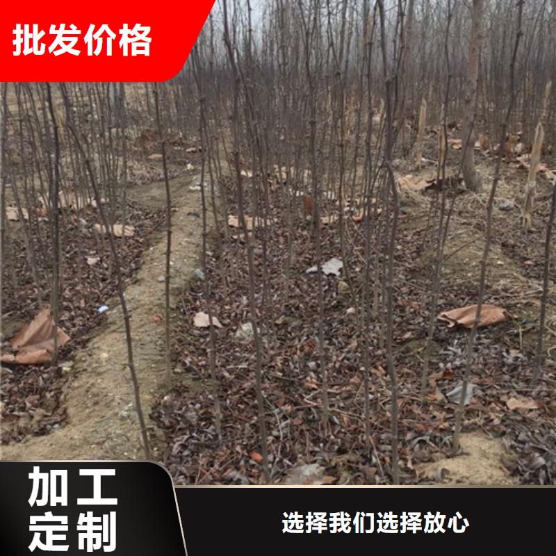 花椒苗板栗苗可接急单