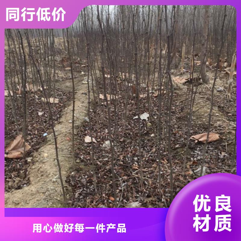 花椒苗板栗苗可接急單