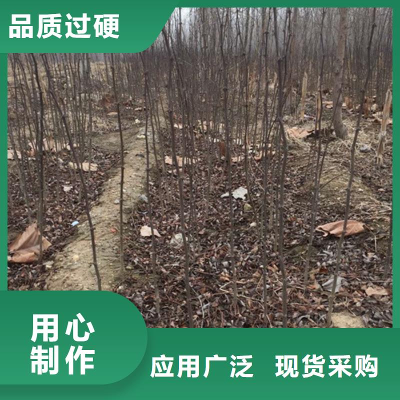 花椒苗-蓝莓苗可接急单