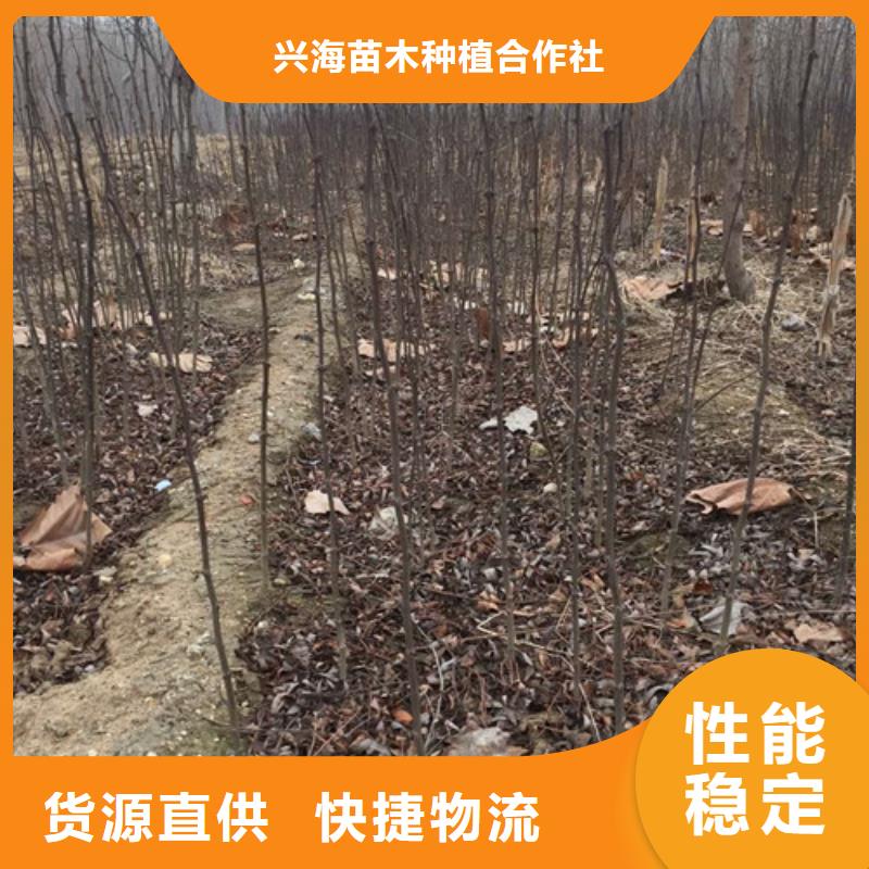 花椒苗,桃树苗产品优势特点