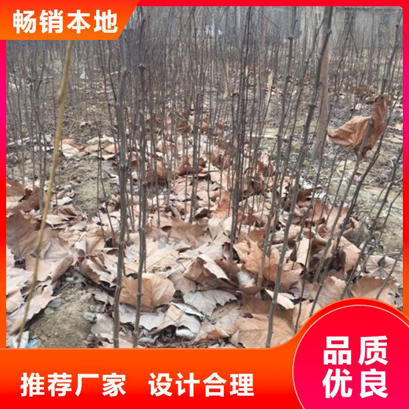 花椒苗板栗苗订购