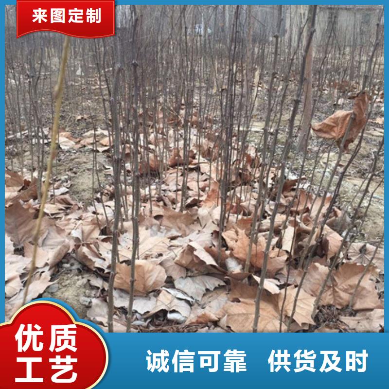 花椒苗,核桃苗質(zhì)檢嚴(yán)格放心品質(zhì)