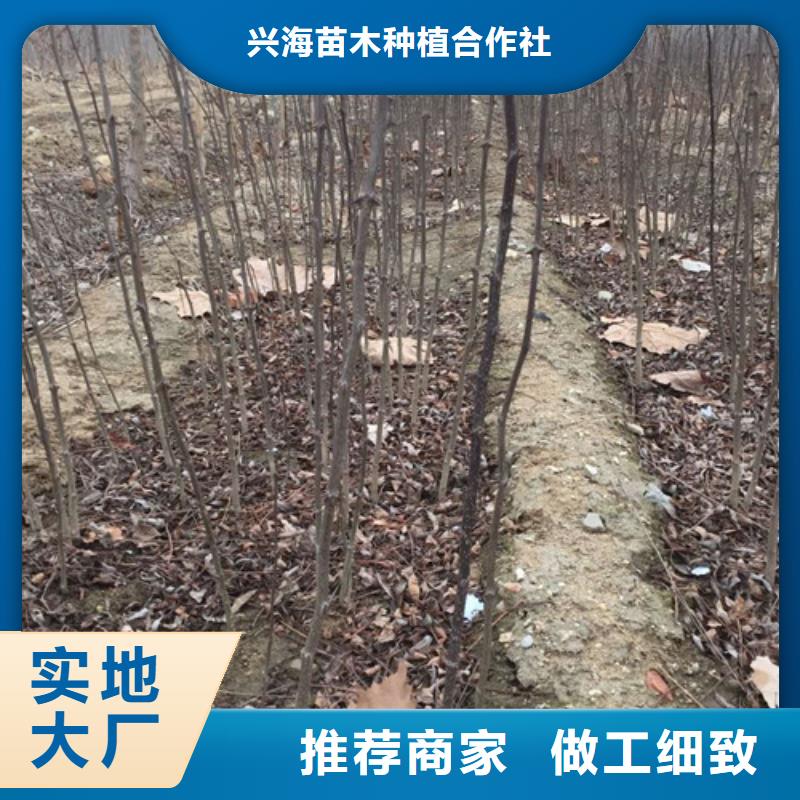 花椒苗板栗苗订购