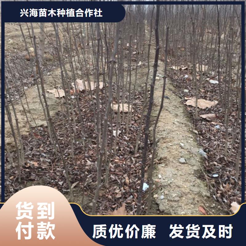 花椒苗桃树苗厂家精选