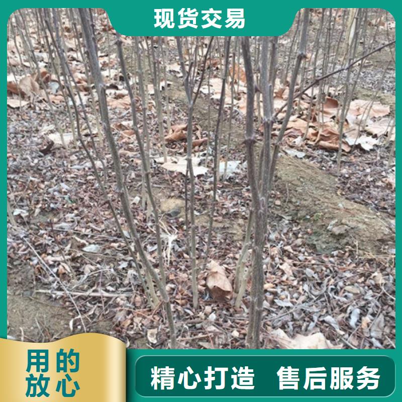 花椒苗梨樹苗實力工廠