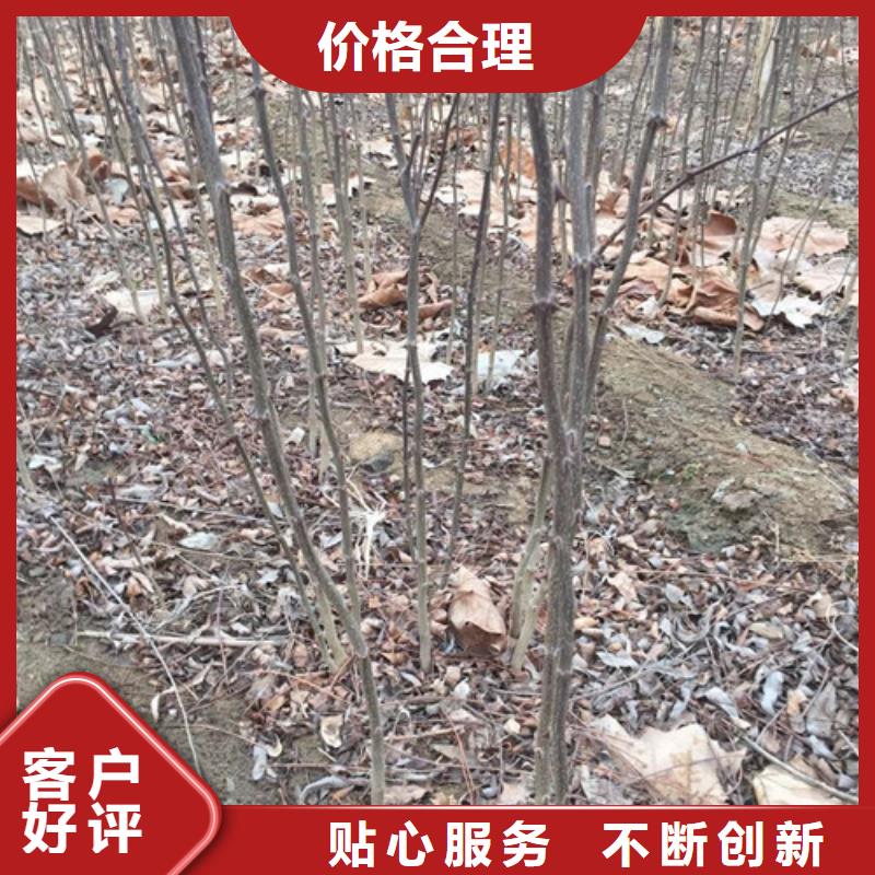 花椒苗板栗苗可接急單