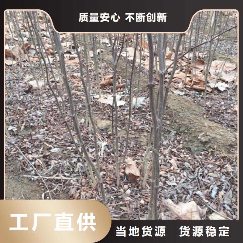 花椒苗-蓝莓苗可接急单
