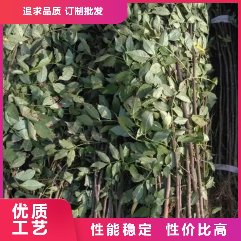 花椒苗,藍(lán)莓苗敢與同行比服務(wù)