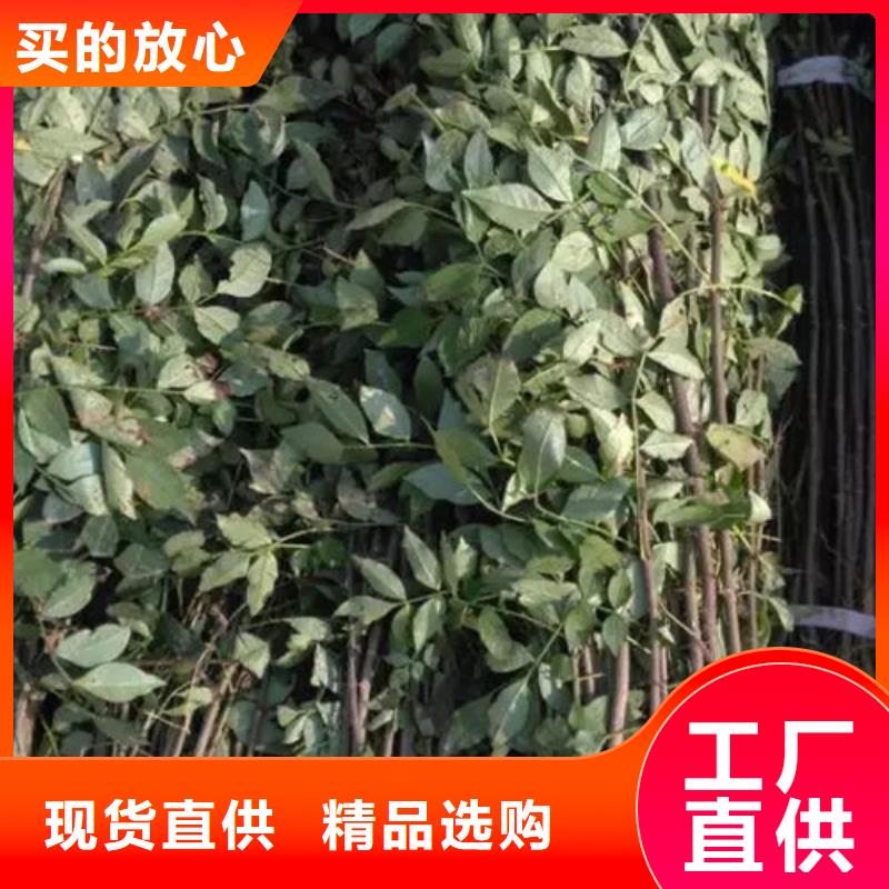 花椒苗-蓝莓苗可接急单
