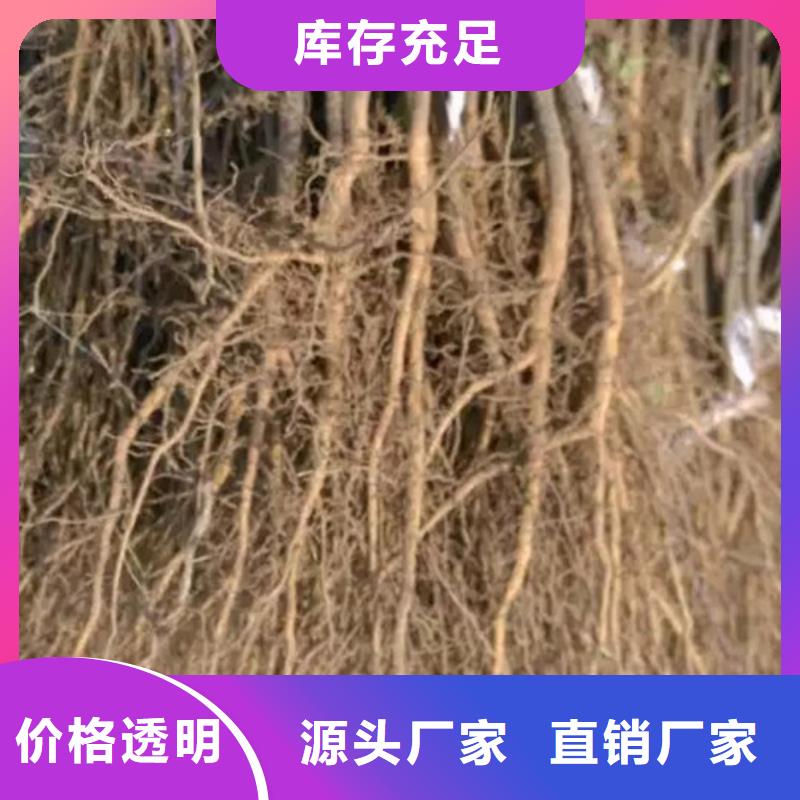 花椒苗板栗苗可接急单