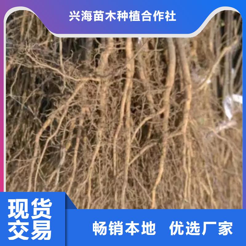 花椒苗桃樹苗廠家精選
