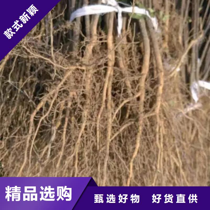 花椒苗,桃树苗产品优势特点