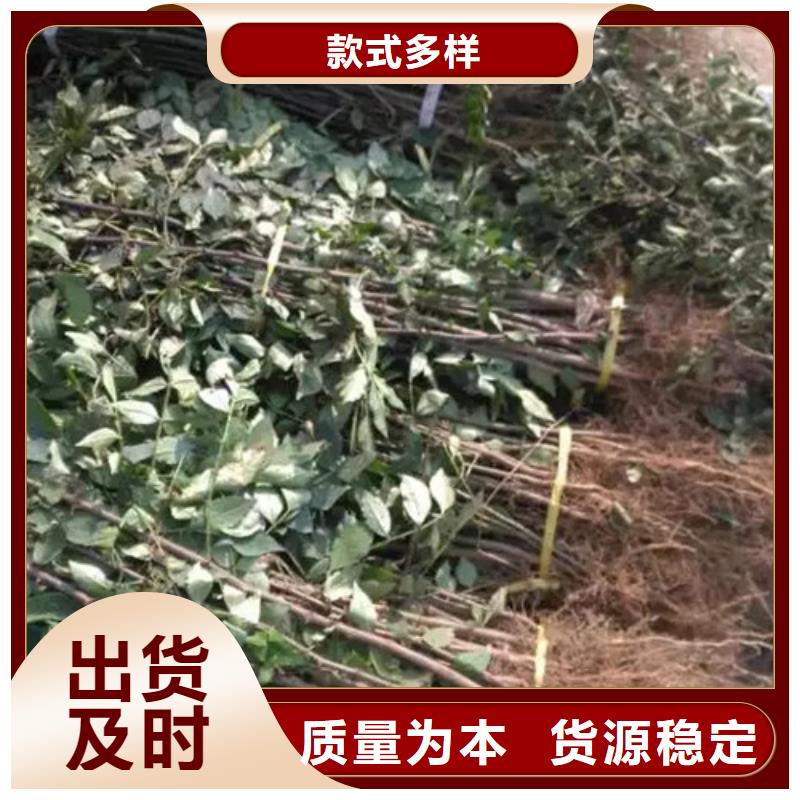 花椒苗,桃樹(shù)苗產(chǎn)品優(yōu)勢(shì)特點(diǎn)