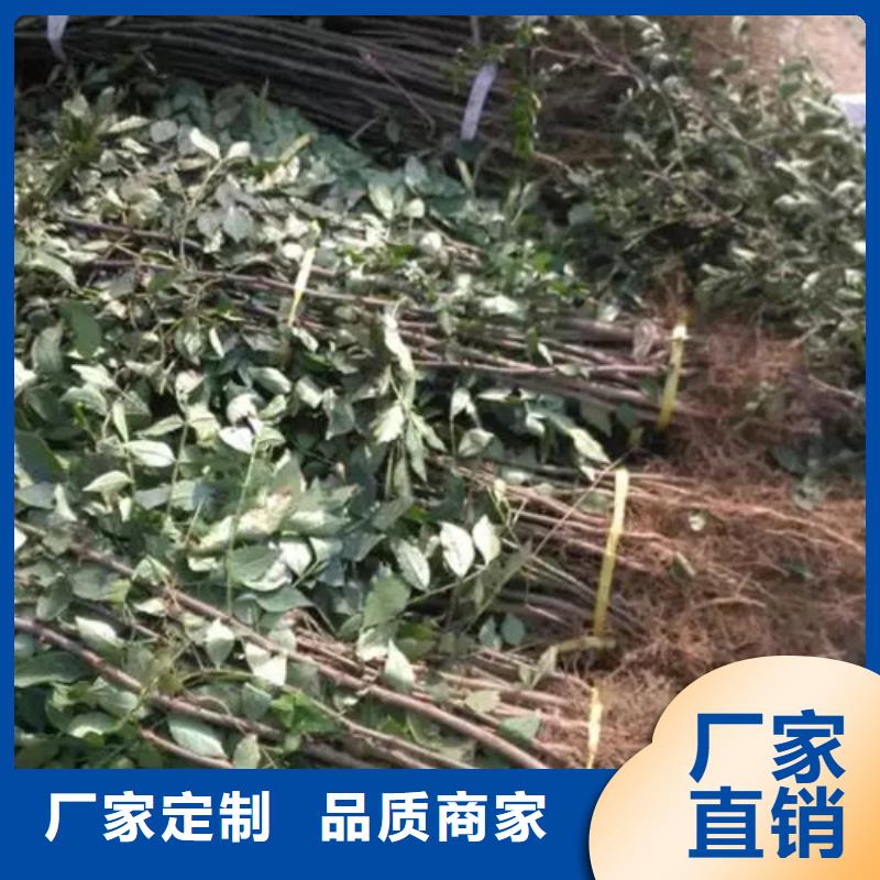 花椒苗-蓝莓苗支持大小批量采购