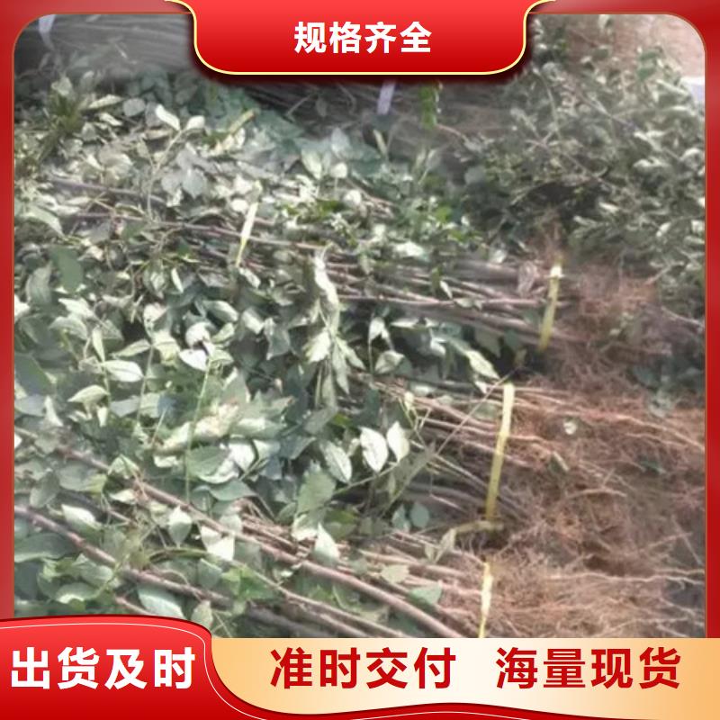 花椒苗桃树苗厂家精选