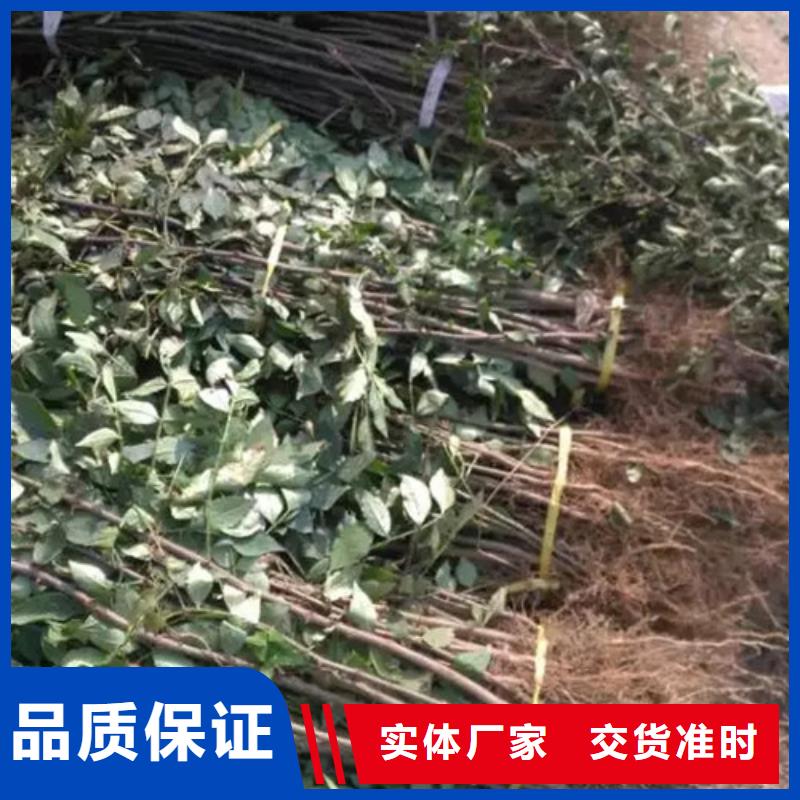 花椒苗梨樹苗實力工廠