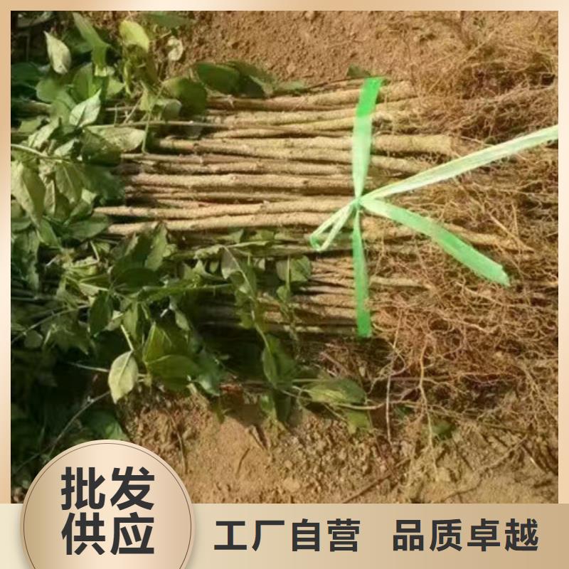 花椒苗板栗苗可接急单