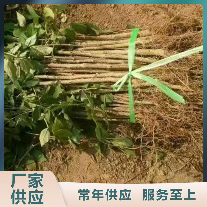 花椒苗,藍(lán)莓苗敢與同行比服務(wù)