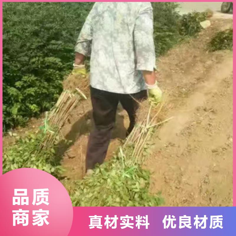 花椒苗桃树苗厂家精选