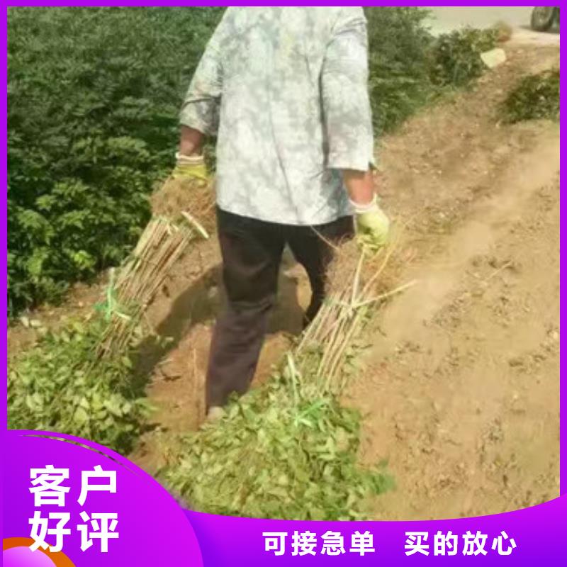 花椒苗-藍(lán)莓苗可接急單