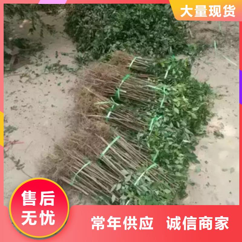 花椒苗桃树苗厂家精选