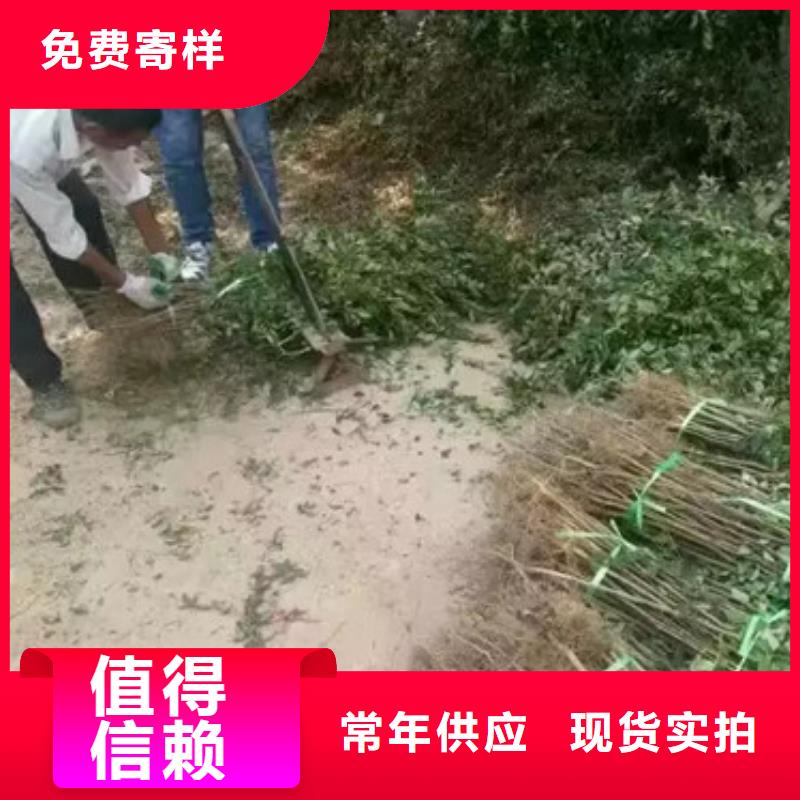 花椒苗精心打造