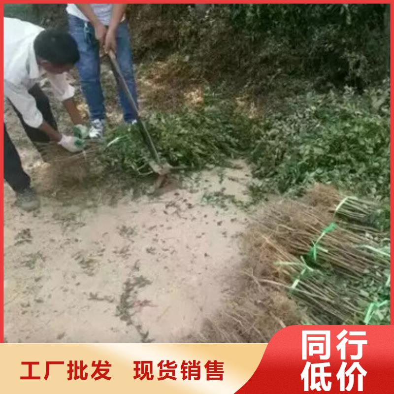 花椒苗梨树苗厂家现货批发